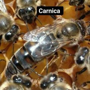 Apis carnica